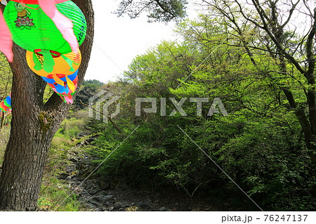 韓屋 種 桜 76247137