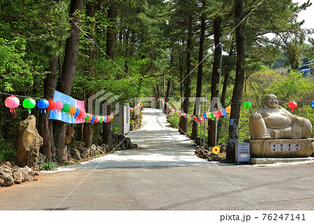 韓屋 種 桜 76247141