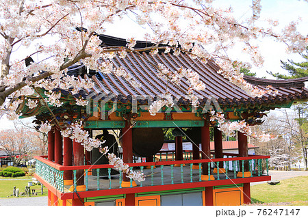 韓屋 種 桜 76247147