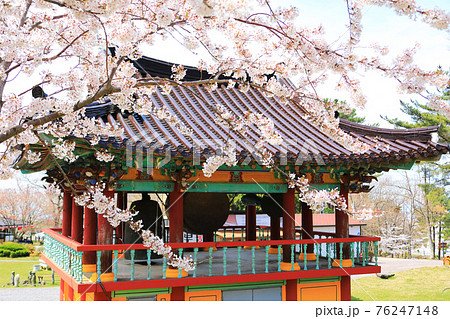 韓屋 種 桜 76247148
