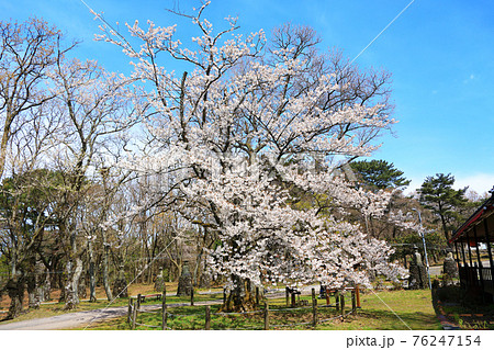 韓屋 種 桜 76247154