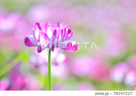 蓮華の花 蓮華の花 76247227