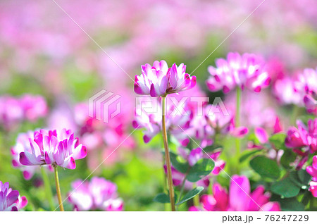 蓮華の花の写真素材