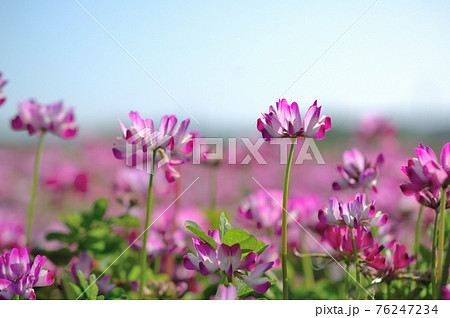 蓮華の花 蓮華の花 76247234