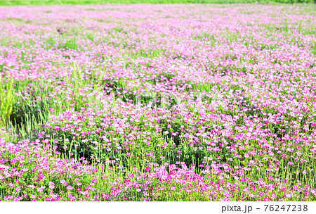 蓮華の花 76247238