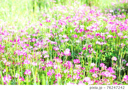 蓮華の花 蓮華の花 76247242