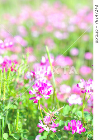 蓮華の花の写真素材