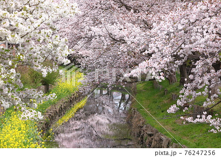 埼玉県川越市　新河岸川沿いの誉桜 76247256