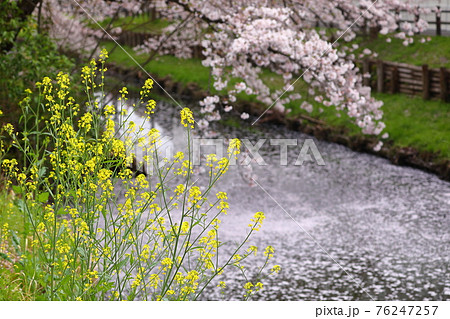 埼玉県川越市　新河岸川沿いの誉桜 76247257