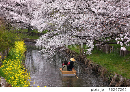 埼玉県川越市 新河岸川沿いの誉桜 埼玉県川越市 新河岸川沿いの誉桜 76247262