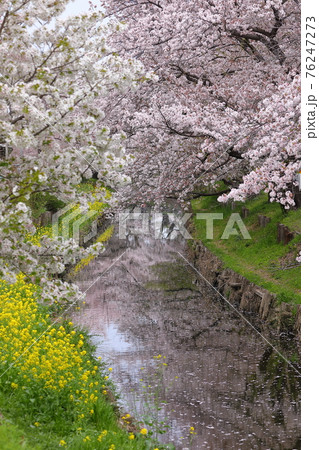 埼玉県川越市　新河岸川沿いの誉桜 76247273