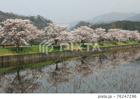平ノ沢池の桜 平ノ沢池の桜 76247296