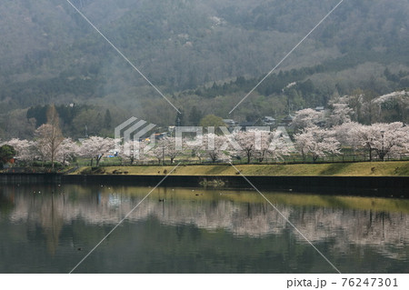 平ノ沢池の桜 76247301