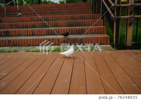 歩いている白いハト 歩いている白いハト 76248035