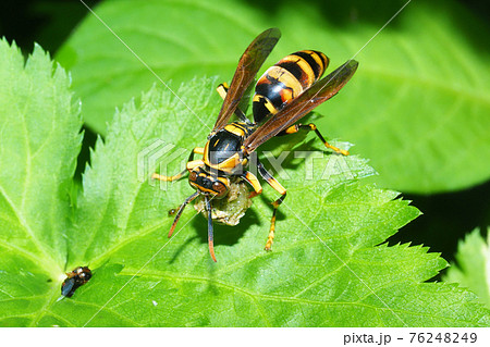 キアシナガバチが肉団子を咥える 76248249