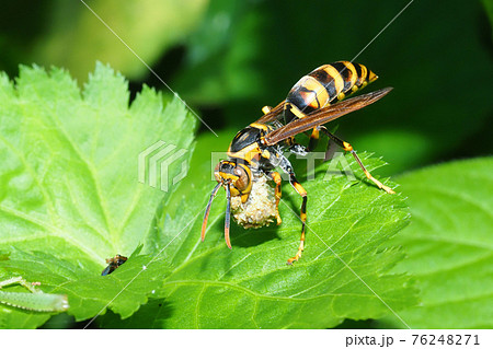 キアシナガバチが肉団子を咥える 76248271