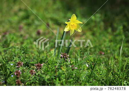 草叢に咲く花 草叢に咲く花 76248378