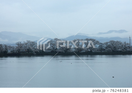 霞む桜 76248381