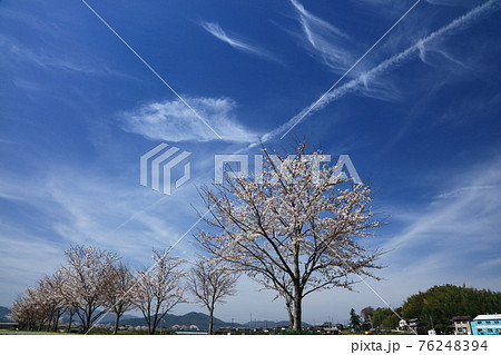 春の空と桜 春の空と桜 76248394
