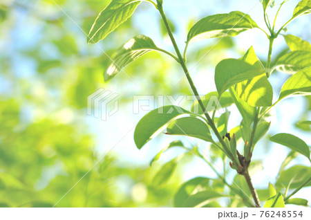 新緑の若葉 76248554