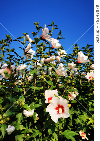 hibiscus flowers and blue sky 76248879