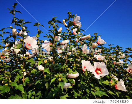 hibiscus flowers and blue sky hibiscus flowers and blue sky 76248880
