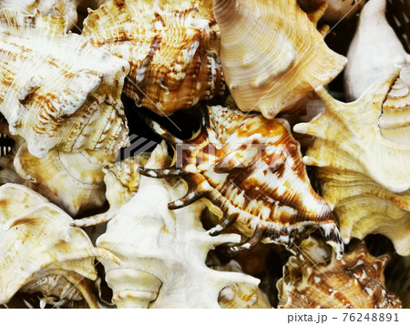 sea shells texture sea shells texture 76248891
