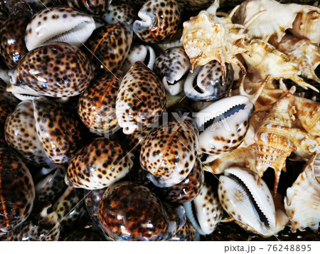 sea shells texture sea shells texture 76248895