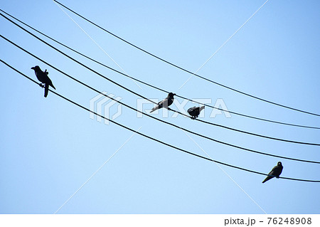 電線に止まるハシブトガラス 電線に止まるハシブトガラス 76248908