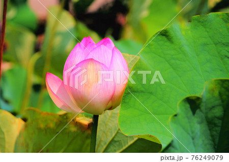 蓮の花 蓮の花 76249079