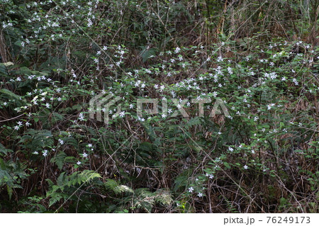 春に咲く真っ白な花、ミヤマニガイチゴ 76249173