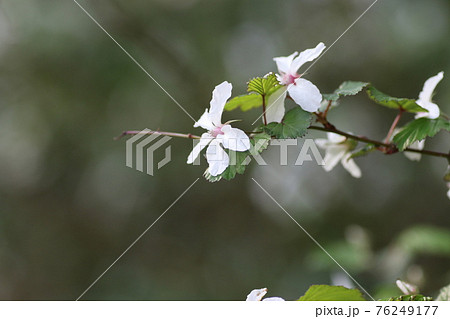 春に咲く真っ白な花、ミヤマニガイチゴ 76249177