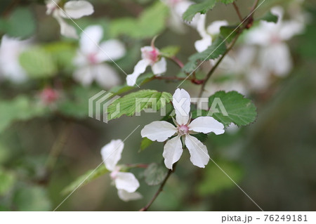 春に咲く真っ白な花、ミヤマニガイチゴ 76249181