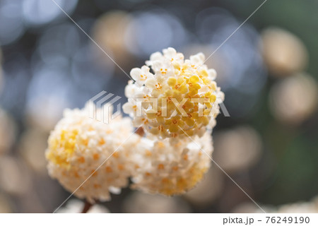 ミツマタの花 76249190