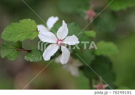 春に咲く真っ白な花、ミヤマニガイチゴ 春に咲く真っ白な花、ミヤマニガイチゴ 76249191