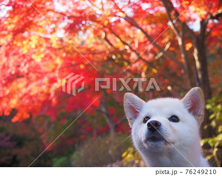 白柴の子犬と紅葉 76249210