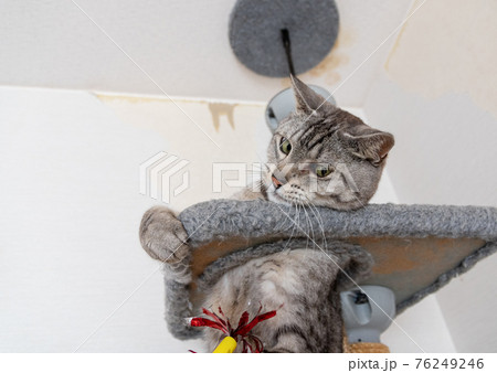 キャットタワーで遊ぶ猫 サバトラ猫 キャットタワーで遊ぶ猫 サバトラ猫 76249246