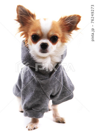 chihuahua Violka dressed in new outfit 76249273