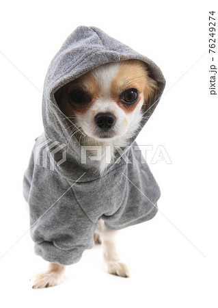 chihuahua Violka dressed in new outfit 76249274