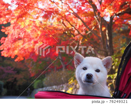 白柴の子犬と紅葉の写真素材