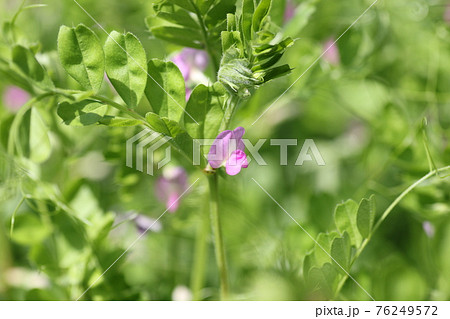 野原に咲く小さな紫の花 カラスノエンドウの写真素材