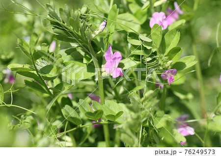 野原に咲く小さな紫の花、カラスノエンドウ 76249573