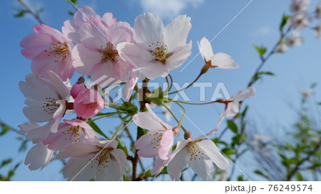 商用で使える桜の写真 商用で使える桜の写真 76249574