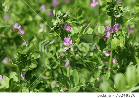 野原に咲く小さな紫の花 カラスノエンドウの写真素材