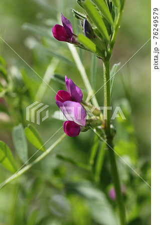 野原に咲く小さな紫の花 カラスノエンドウの写真素材