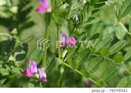 野原に咲く小さな紫の花 カラスノエンドウの写真素材