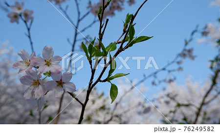 商用で使える桜の写真 76249582