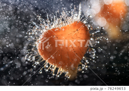 Orange champagne or eyelash cup mushroom, Cookeina tricholoma, with sparkling water droplets in tropical forest, macro close-up photography Orange champagne or eyelash cup mushroom, Cookeina tricholoma, with sparkling water droplets in tropical forest, macro close-up photography 76249653