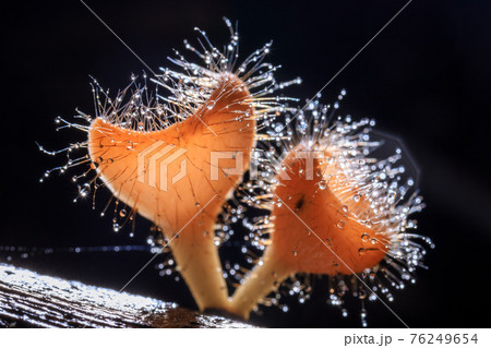 Orange champagne or eyelash cup mushroom, Cookeina tricholoma, with water droplets in tropical forest, macro close-up photography Orange champagne or eyelash cup mushroom, Cookeina tricholoma, with water droplets in tropical forest, macro close-up photography 76249654