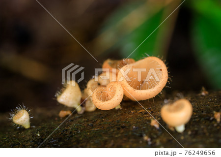 Orange champagne or eyelash cup mushroom, Cookeina tricholoma, with water droplets in tropical forest, macro close-up photography 76249656